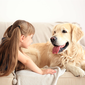 自閉癥治療犬品種有哪些？
