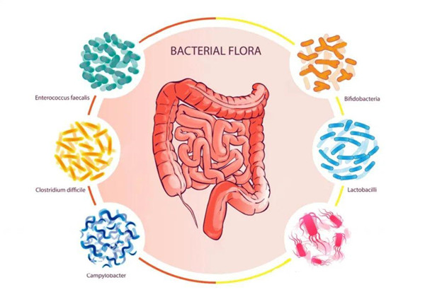 自閉癥與腸道微生物差異有關(guān)嗎？