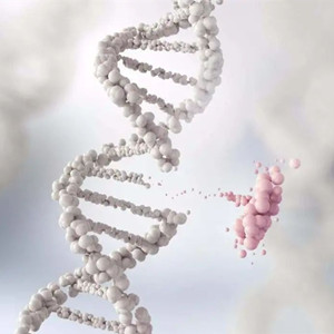 最新研究:與自閉癥有關(guān)的基因突變會(huì)過度刺激腦細(xì)胞 最新研究:與自閉癥有關(guān)的基因突變會(huì)過度刺激腦細(xì)胞