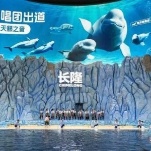世界鯨魚日，珠海長隆白鯨為“星星的孩子”開唱