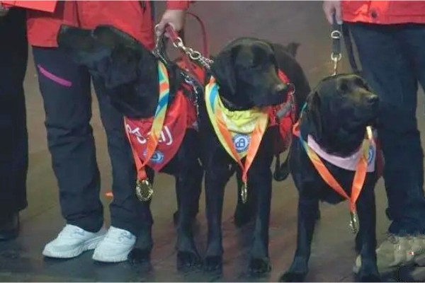 中國首批孤獨(dú)癥輔助犬正式“畢業(yè)”